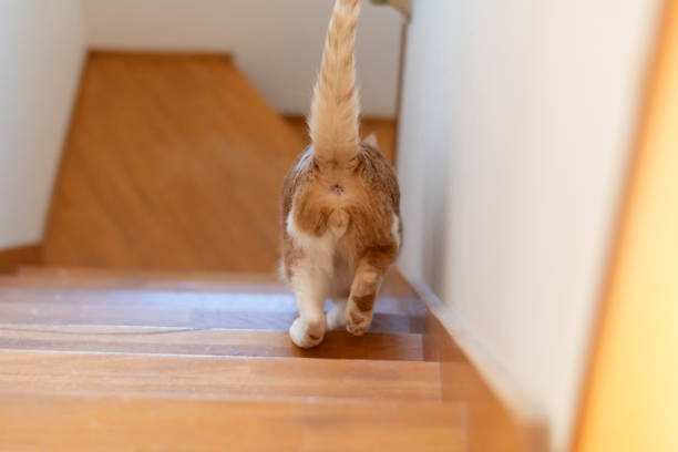 istock The back view of a cat rushing down the stairs 2195429484