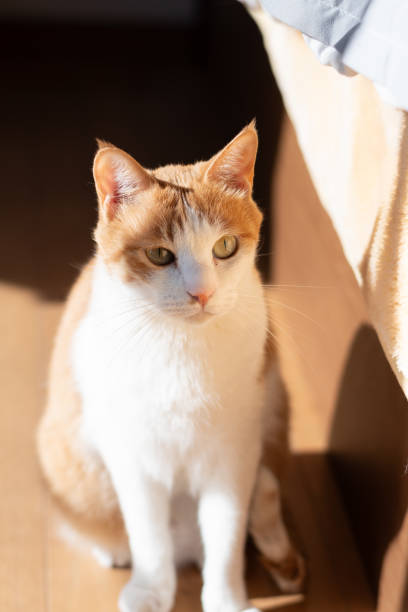 istock Cute cat sitting indoors 2195429519