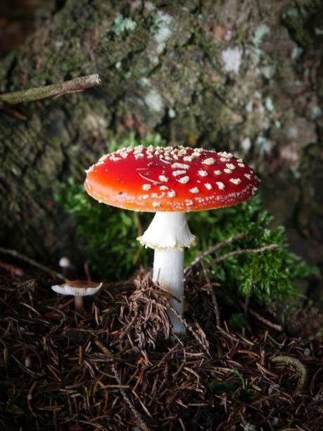 istock Amanita muscaria mushroom in forest. 2195429593