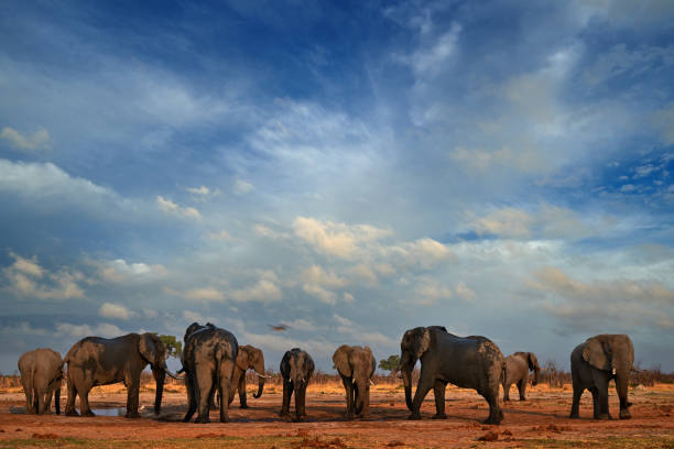 istock Elepahnt herd group near the water hole, blue sky with clouds. African elephant, Savuti, Chobe NP in Botswana. Wildlife scene from nature, elephant in habitat, Africa. 2195430129