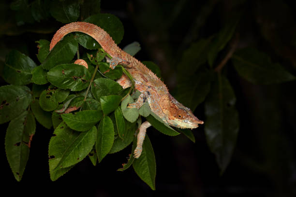 istock Chameleon from Madagascar. Calumma crypticum, Blue-legged chameleon, sitting on the tree branch in the nature habitat, Ranomafana NP. Endemic Lizard from Madagascar. Chameleon in the night. 2195430164