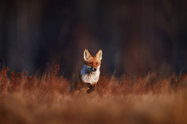 istock Wildlife - fox run on orange autumn gress meadow. Cute red Fox, Vulpes vulpes in fall forest. Beautiful animal in nature habitat. Wildlife scene from the wild Poland, Europe. Cute animal in habitat 2195430182