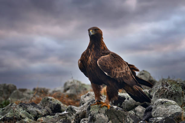 istock Golden eagle, walking between the stones, Rhodopes mountain, Bulgaria. Eagle, evening light, storm sky, brown bird of prey with big wingspan. Cow carcass on the rock with eagle, sunset. 2195430208