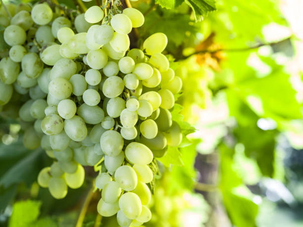 istock Ripe Kish-mish grapes on the vine. 2195430813
