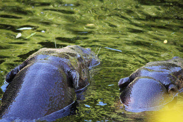 Two hippos