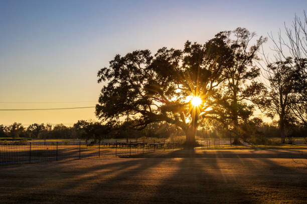 Oak Alley Plantation, New Orleans, Louisiana in a beautiful sunset