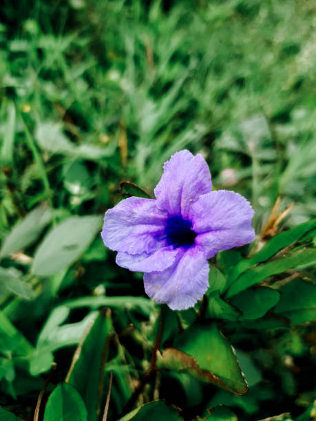 Purple Ruellia Tuberosa / Bunga Kencana Ungu