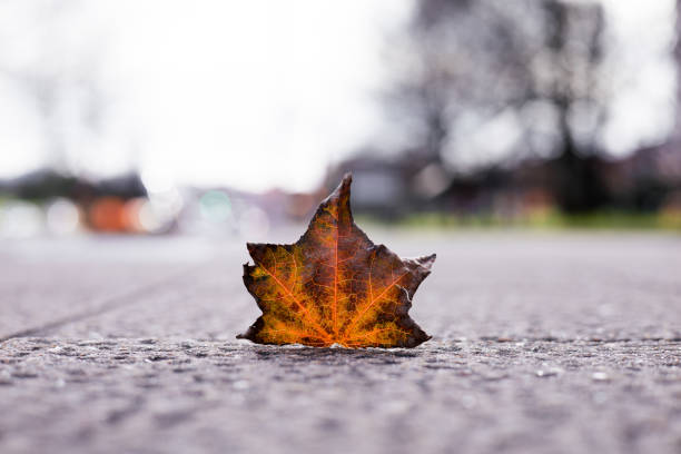 istock Autumn maple leaf on urban pavement with blurred background 2195434739