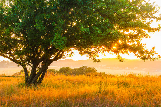 A breathtaking sunset illuminates the sky and a lush field in Sweden, creating a warm golden glow. A solitary tree stands in the foreground, enhancing the tranquil atmosphere.