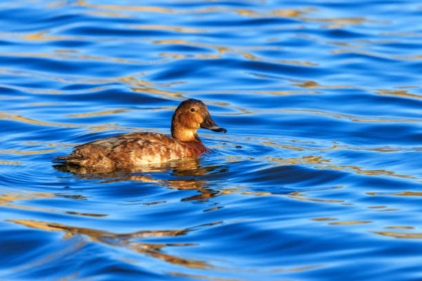 istock Female pochard in the water 2195436264