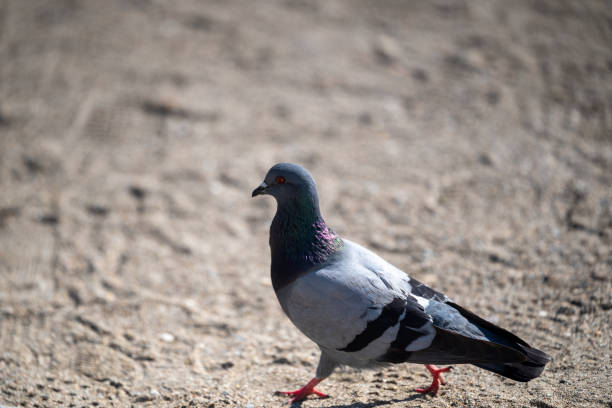 istock one grey pigeon walking on a sandy beach in Malaga, Costa del Sol, Spain 2195437771
