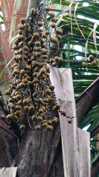 Vertical image of Brown Buriti fruit hanging from Mauritia flexuosa, known as the moriche palm, ité palm, ita, buriti, muriti, miriti, canangucho, acho, or aguaje, is a palm tree. It grows in and near swamps and other wet areas in tropical South America vertical image of brown buriti fruit hanging from mauritia flexuosa, known as the moriche palm, ité palm, ita, buriti, muriti, miriti, canangucho, acho, or aguaje, is a palm tree. it grows in and near swamps and other wet areas in tropical south america