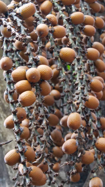 Vertical image of Brown Buriti fruit hanging from Mauritia flexuosa, known as the moriche palm, ité palm, ita, buriti, muriti, miriti, canangucho, acho, or aguaje, is a palm tree. It grows in and near swamps and other wet areas in tropical South America vertical image of brown buriti fruit hanging from mauritia flexuosa, known as the moriche palm, ité palm, ita, buriti, muriti, miriti, canangucho, acho, or aguaje, is a palm tree. it grows in and near swamps and other wet areas in tropical south america