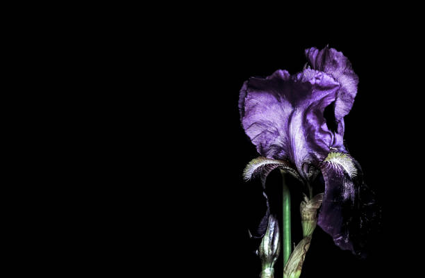 istock Macro photo of violet iris on a black background. Copy space 2195439409