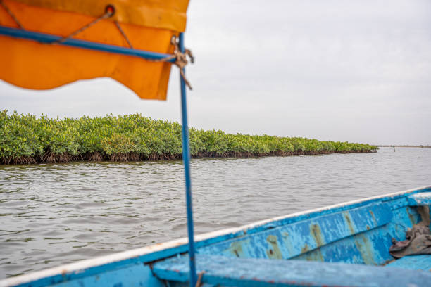 istock Navigating through the Senegalese mangroves 2195440219