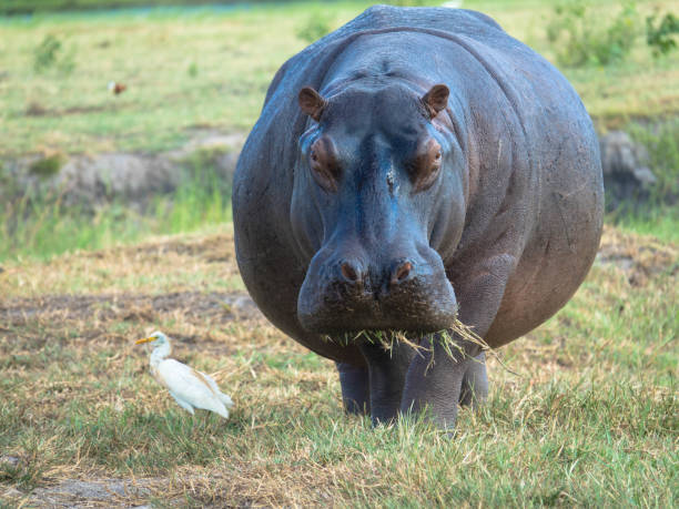 istock Hippo on the river bank. Tourism and vacations concept. 2195441232