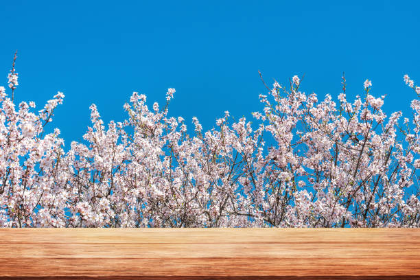 istock Spring nature background. White flowering branches and wooden table top 2195441614