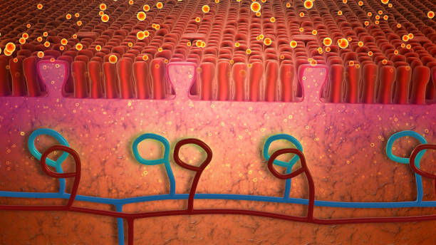 istock Molecule Adsorption on Tongue Receptors 2195441672