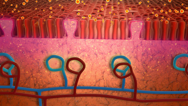 istock Molecule Adsorption on Tongue Receptors 2195441673