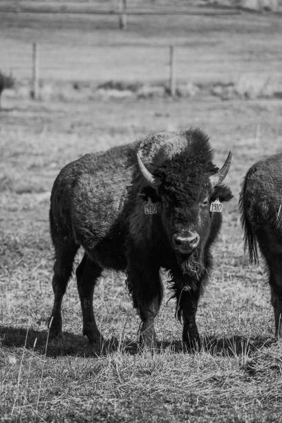 istock Black and white image of a bison standing in a grassy field 2195443746