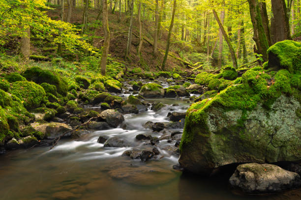 istock Beautiful waterval Strohner Schweiz in the Vulkaneifel in Germany during fall. 2195445555