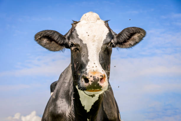 istock Cow and flies, fly buzzing around,  authentic milker cattle, a blue sky 2195446557