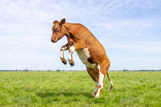 Dancing cow, red and white, heifer jumping alone in a green field, horizon and blue sky