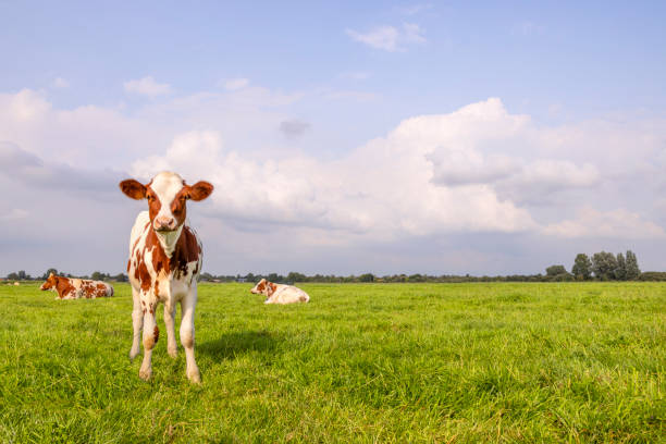 istock Cow calf in a field, authentic, on the left edge, copy space and a blue sky 2195446586