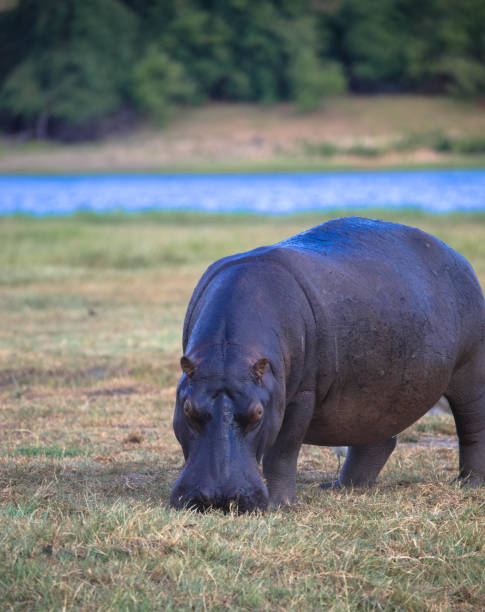istock Hippo on the river bank. Tourism and vacations concept. 2195448585