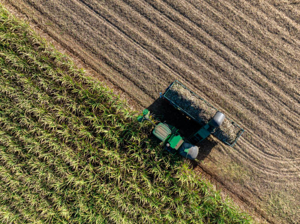 istock Harvesting Sugarcane cutting  and Truck, 2195448741