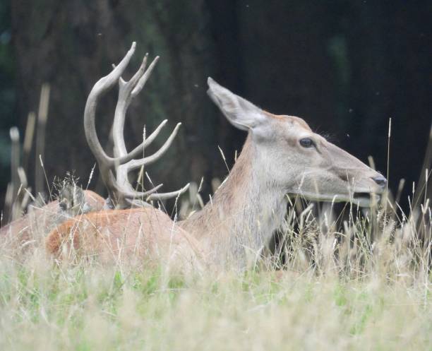 istock Red deer hind in grass close up 2195448761