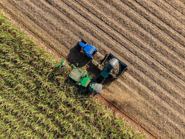 istock Harvesting Sugarcane cutting  and Truck, 2195448827