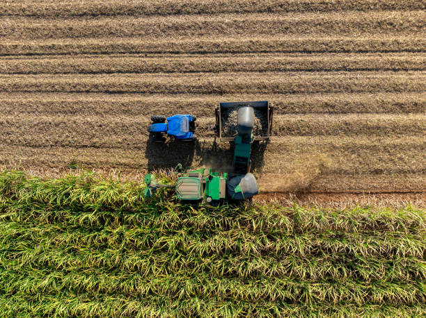 istock Harvesting Sugarcane cutting  and Truck, 2195448855