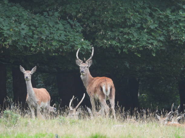 istock Red deer herd in grassland with young stags 2195448956