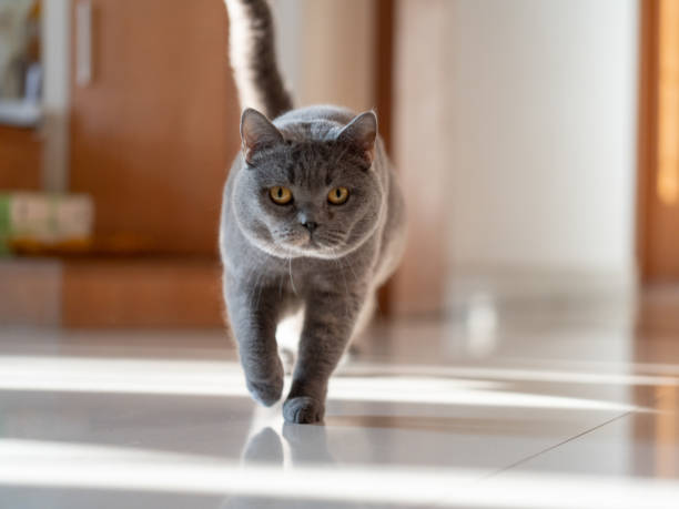 istock A British shorthair blue cat walks cautiously towards the camera 2195449461
