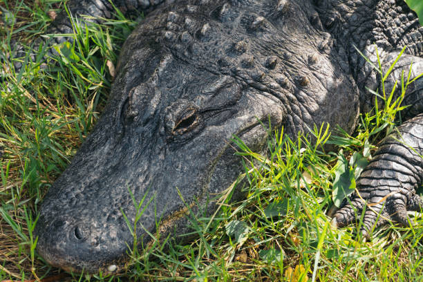 An American Alligator sleeping on a pathway at Brazos Bend State Park, Texas