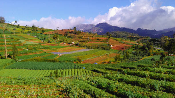 istock Scenic Agricultural Terraces with Lush Greenery and Distant Mountain Views 2195450764