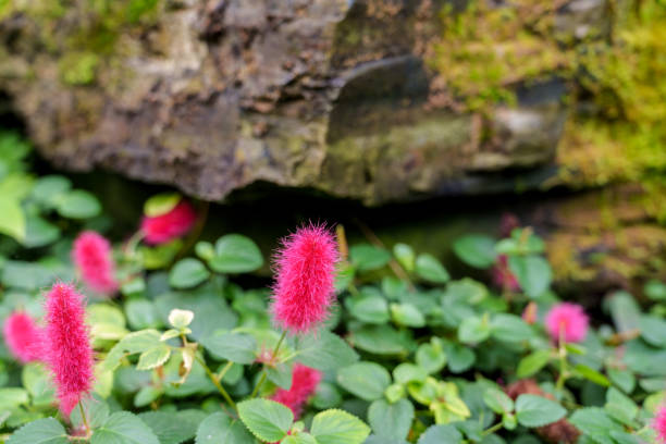 Close-up of fluffy red flowers (Acalypha reptans) in bloom