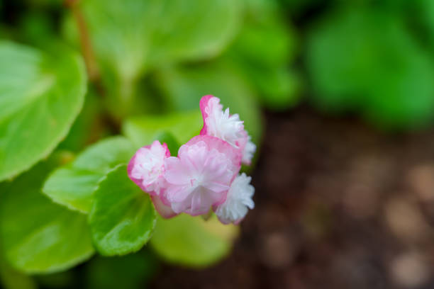 Close-up of pink geranium flowers in bloom