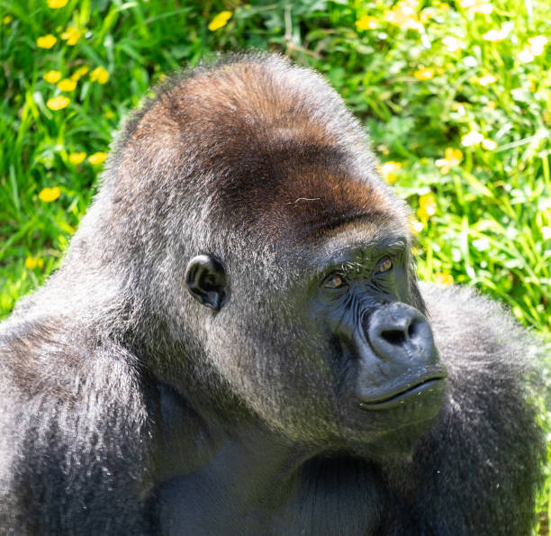 In a breathtaking close-up portrait, an endangered wild gorilla gazes towards the camera. The rich, dark fur is interspersed with hints of silver, highlighting the gorilla's age and strength. Surrounding it are lush green leaves and branches, creating a natural frame that emphasizes the gorilla's powerful presence. Each wrinkle and detail of its face tells a story of survival in the wild, evoking a deep sense of connection and admiration for this magnificent creature and its fragile habitat.