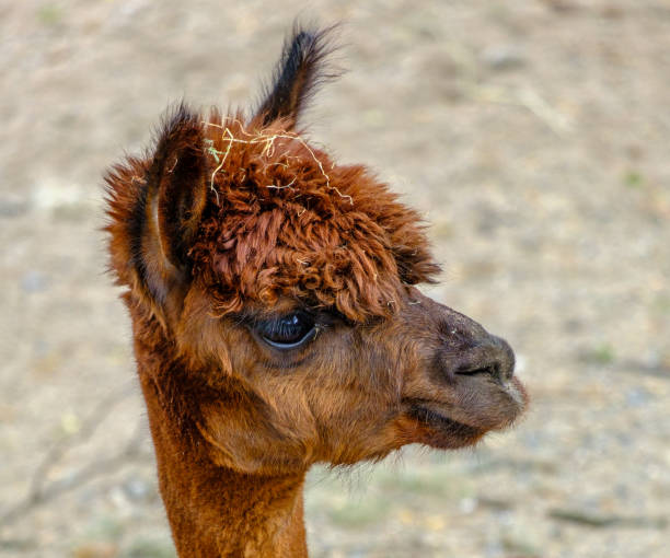 Bad Hair day for a beautiful Alpaca