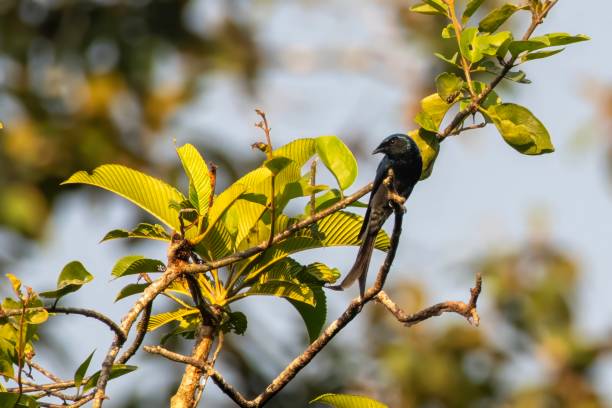 istock bronzed drongo or Dicrurus aeneus at Dehing Patkai in Assam, India 2195453186