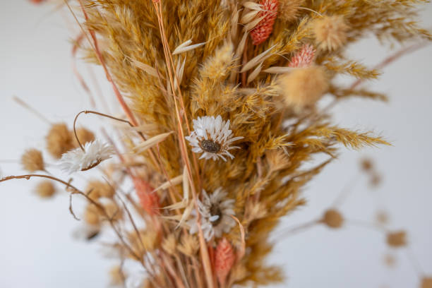 istock Dried flower for interior decoration in a house 2195454060