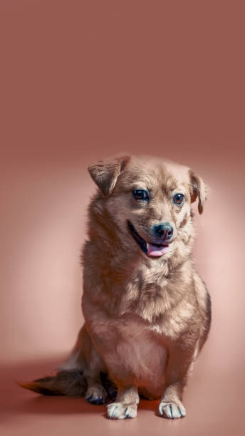 istock joyful smiling mongrel red dog on a peach colour background 2195456217