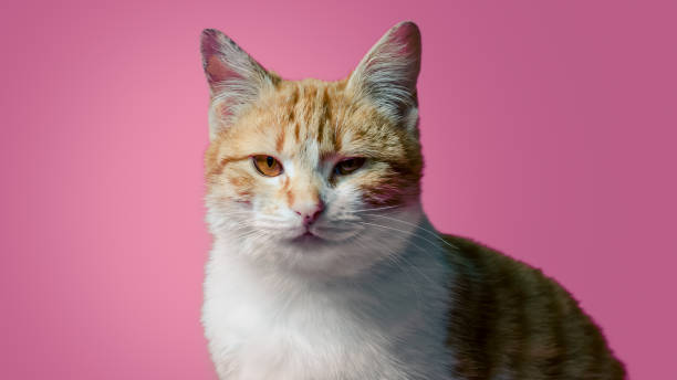 istock sarcastic red and white cat sitting on a pink background 2195456218