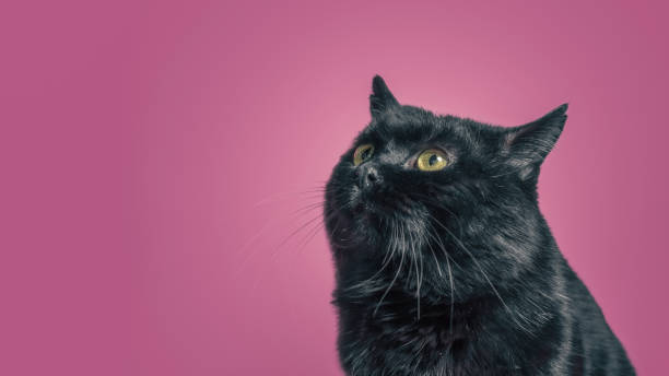 istock fat black funny cat looks up on a pink background 2195456269