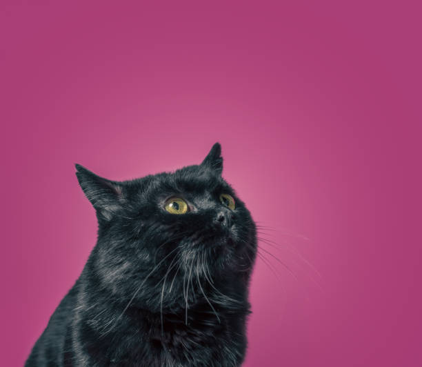 istock fat black funny cat looks up on a pink background 2195456271