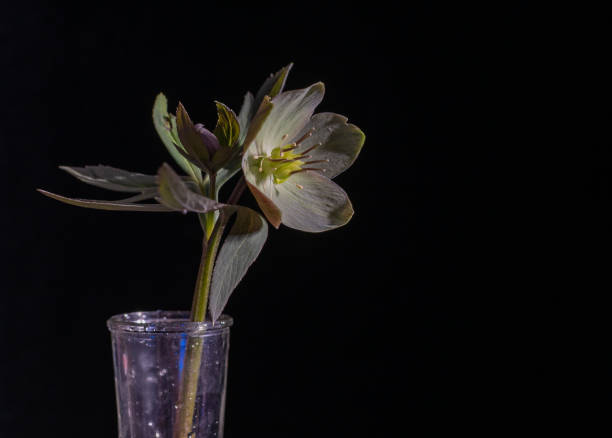 Still life with blooming hellebore flower in a dark key