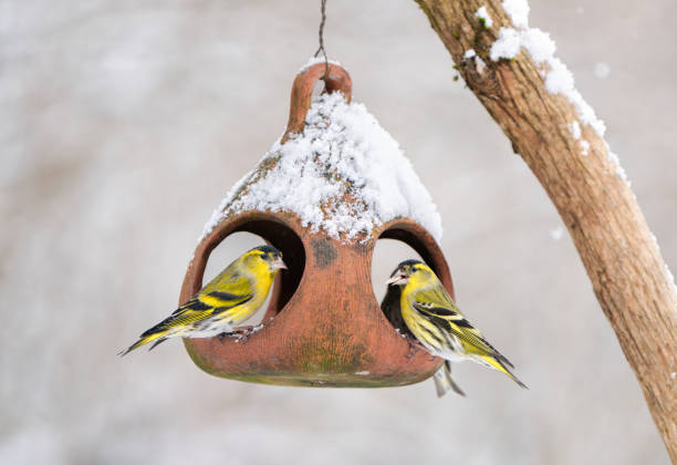 istock Siskins sharing the bird feeder, Oslo Norway 2195459810