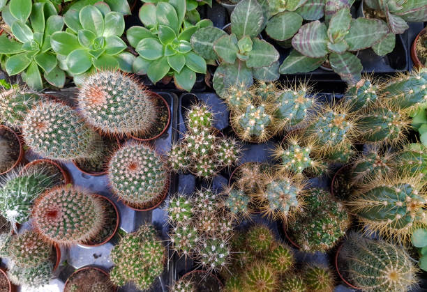 istock Various succulents in flower pots - cactus plants 2195459955